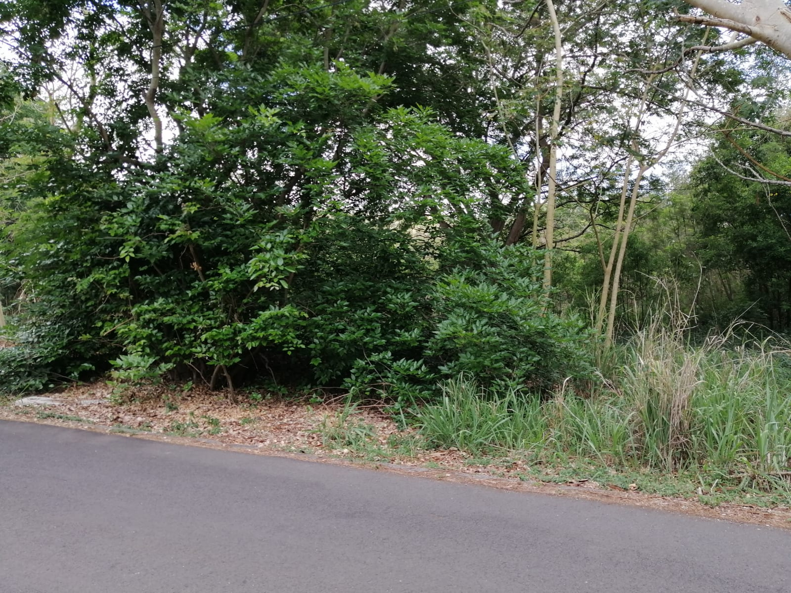 Image_1, Terrain, Rivière Noire, ref :2302191