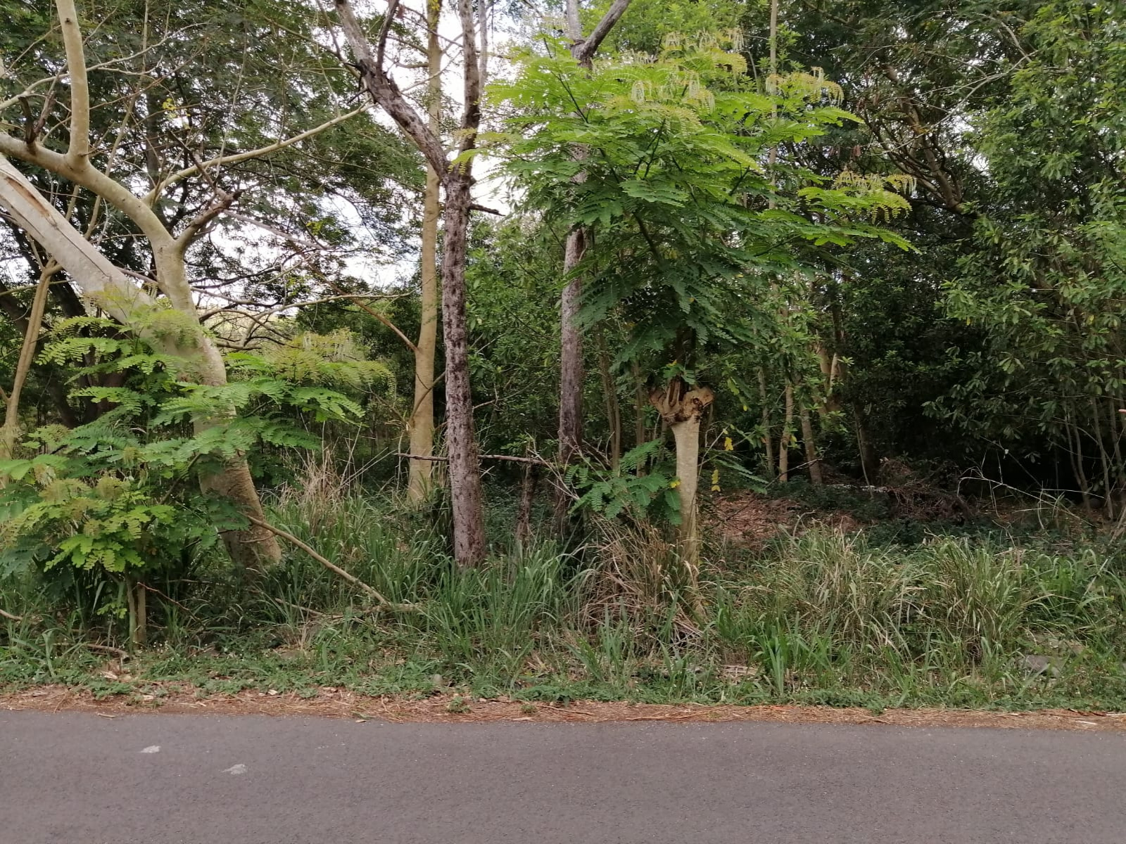 Image_2, Terrain, Rivière Noire, ref :2302191